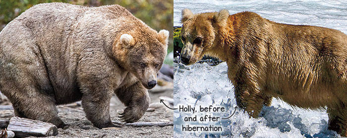 comparison between a skinny bear in July and a heavy bear in September