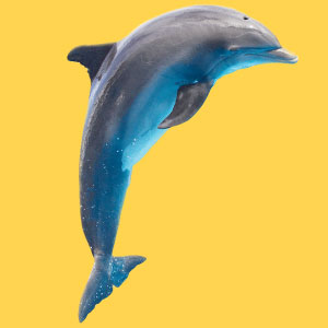 a dolphin