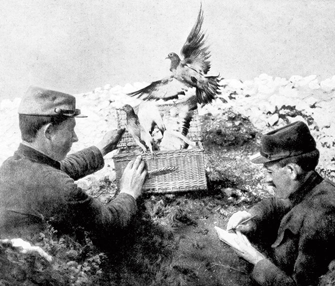 enlargeable black and white photo of two soldiers releasing pigeons from a basket