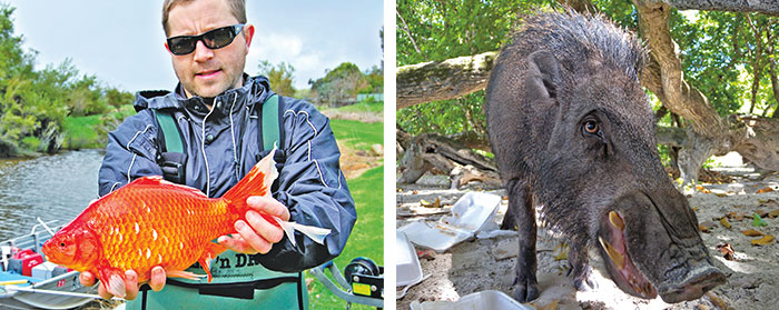 a man holding a big fish on the left and a wild hairy pig on the right