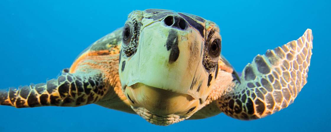 A sea turtle swimming up to the camera