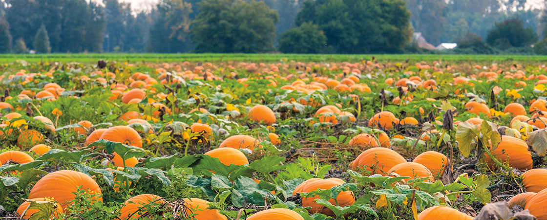 a pumpkin patch