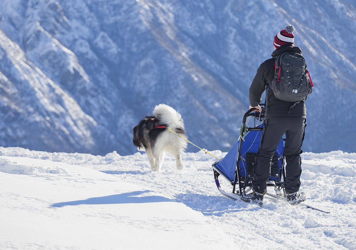 A dog dragging a sled with a rider on it through the snow