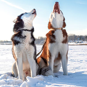 Two sled dogs howling