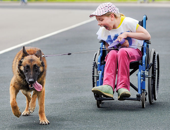 a dog walking alongside someone in a wheelchair