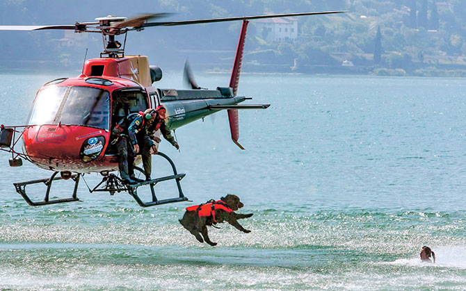 enlargeable picture of a dog jumping out of a helicopter