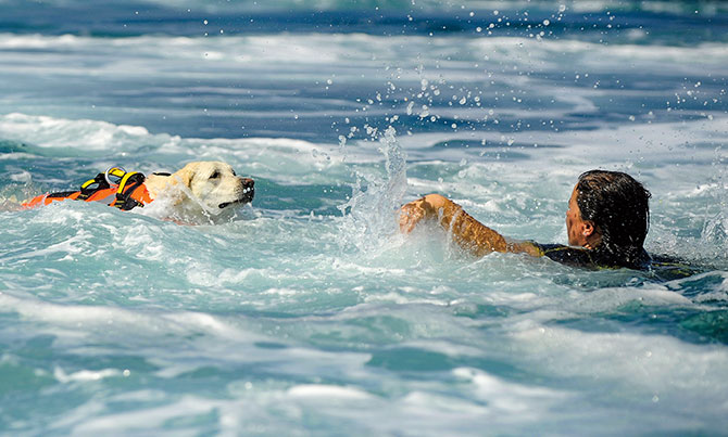 enlargeable picture of a dog swimming towards a person