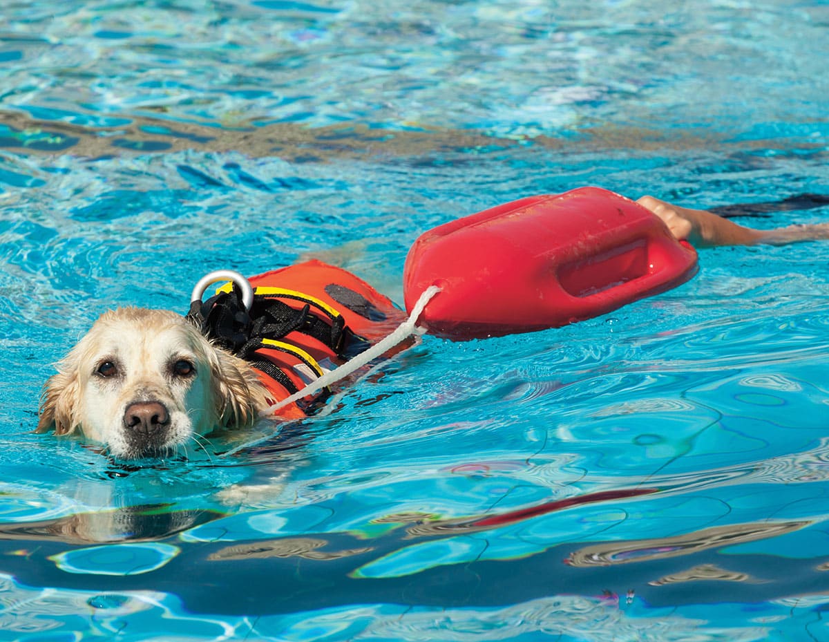 a dog swimming while wearing a jacket