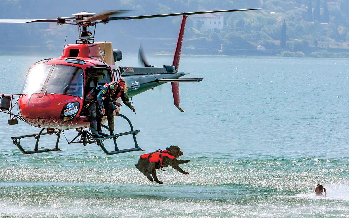 a dog jumping out of a helicopter