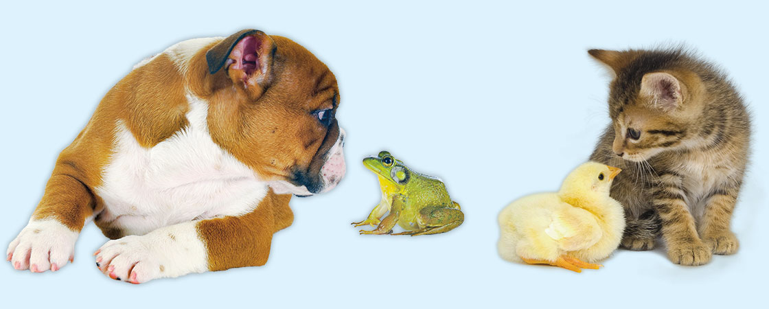 a dog, frog, duck, and cat