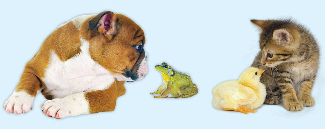a dog, frog, duck, and cat