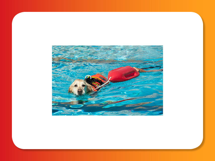 a dog swimming while wearing a jacket