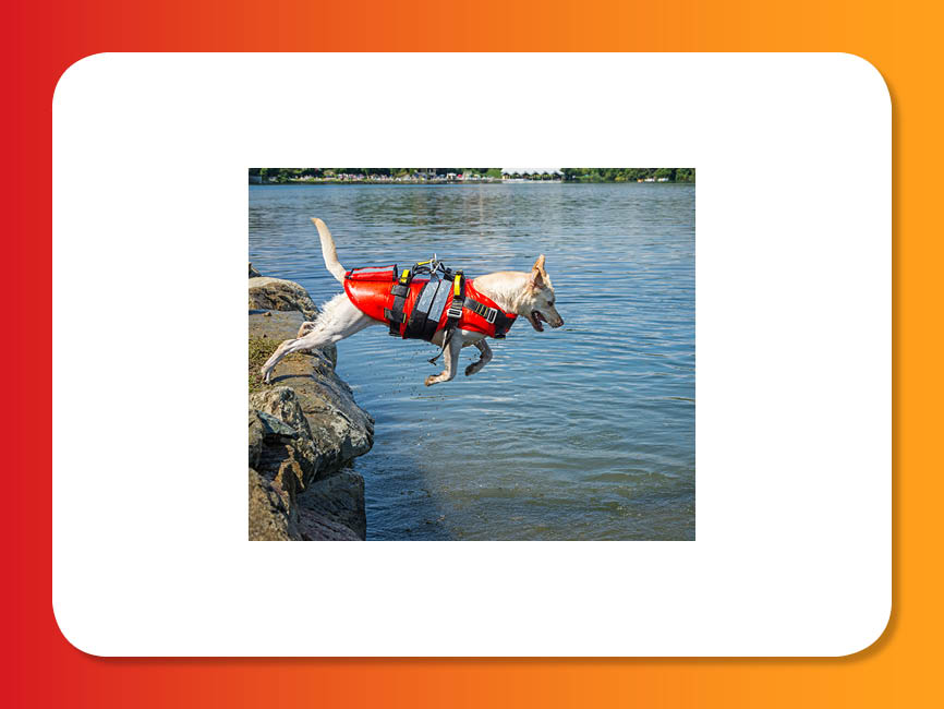 a dog wearing a jacket jumps into a lake