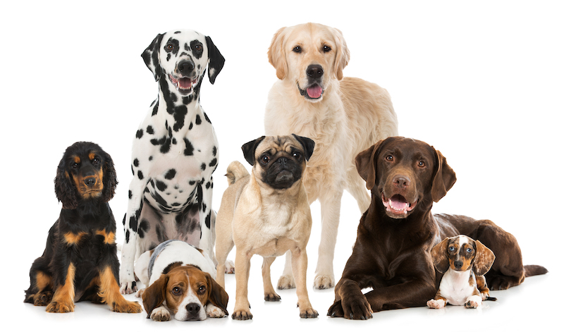 a group of dogs