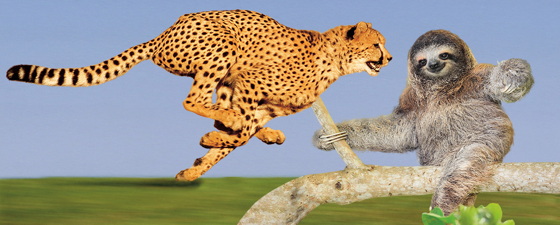 Image of a cheetah running and a sloth on a branch