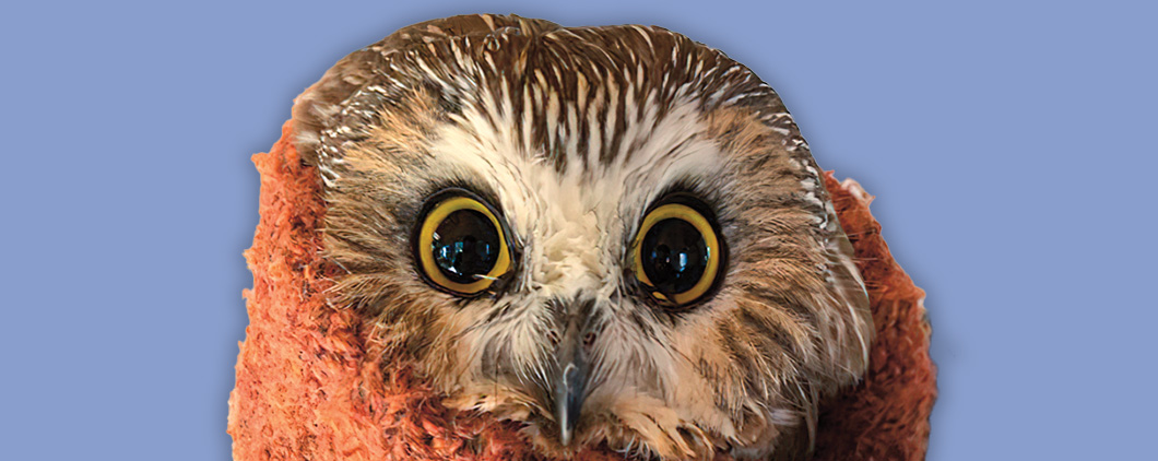Image of an owl with yellow eyes