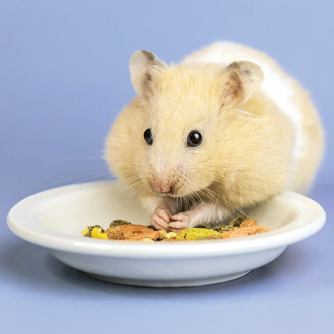 Enlargeable image of a hamster eating their meal out of a small bowl