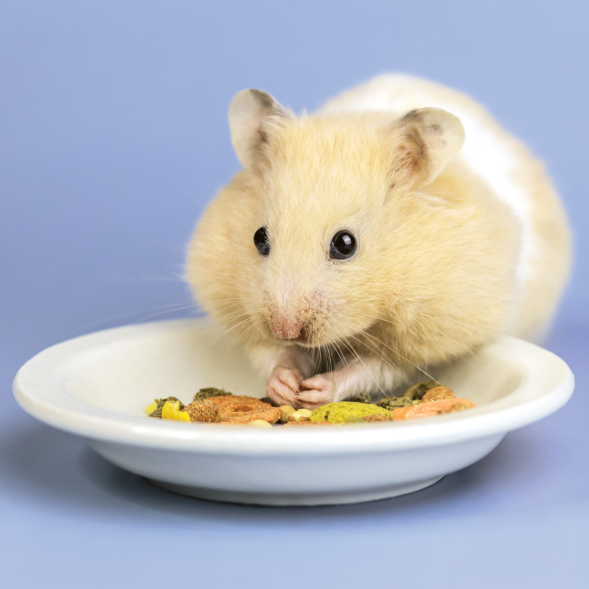 Image of a hamster eating their meal out of a small bowl