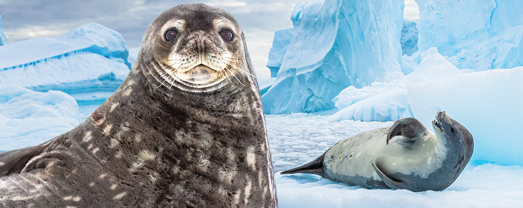 Image of a seal and a sea lion in an icy landscape