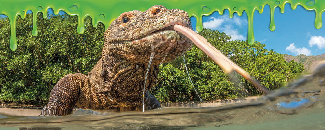 Image of a Komodo dragon sticking its tongue out and surrounded by a border of green slime