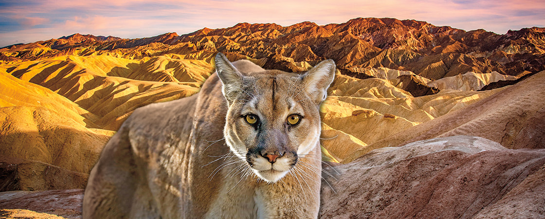 Image of a Bobcat with backdrop of desert mountains