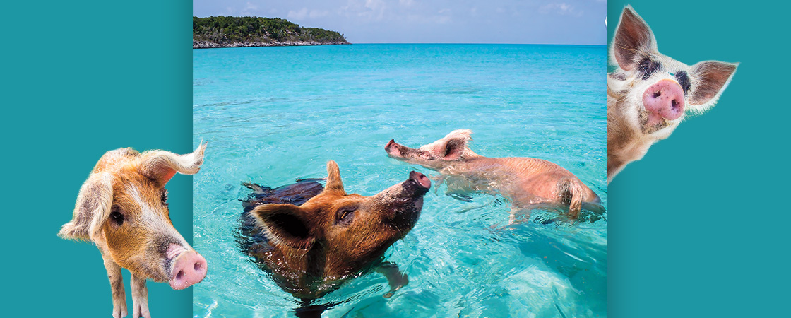 Image of two pigs swimming in the ocean