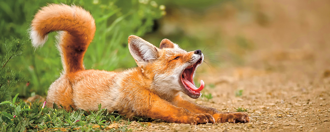A red fox lies on the ground with its mouth open wide and its tail curled upward