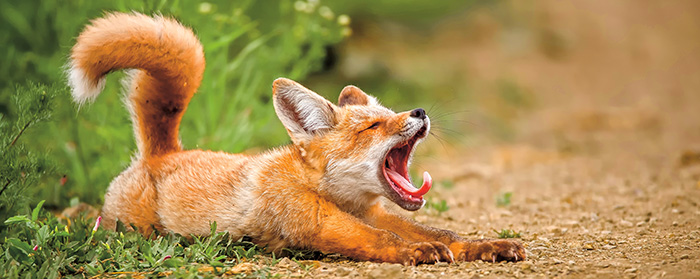 A young fox stretches low to the ground with its mouth wide open in a yawn
